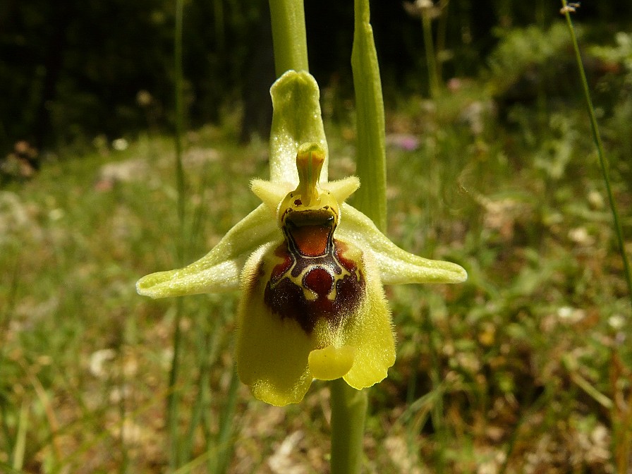 Ophrys lacaitae x Ophrys fuciflora